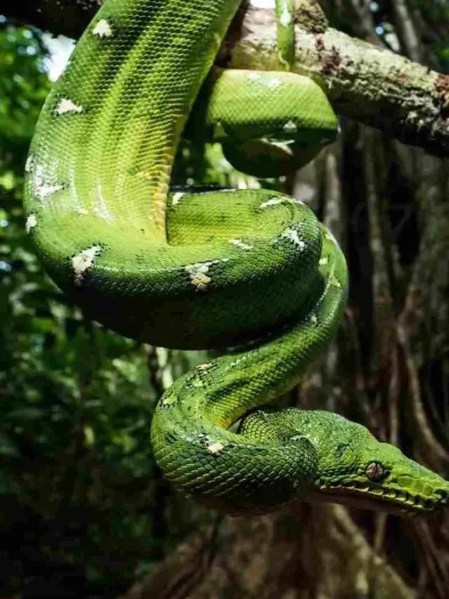 Top 7 Longest, Strongest, and Heaviest Snakes in the World